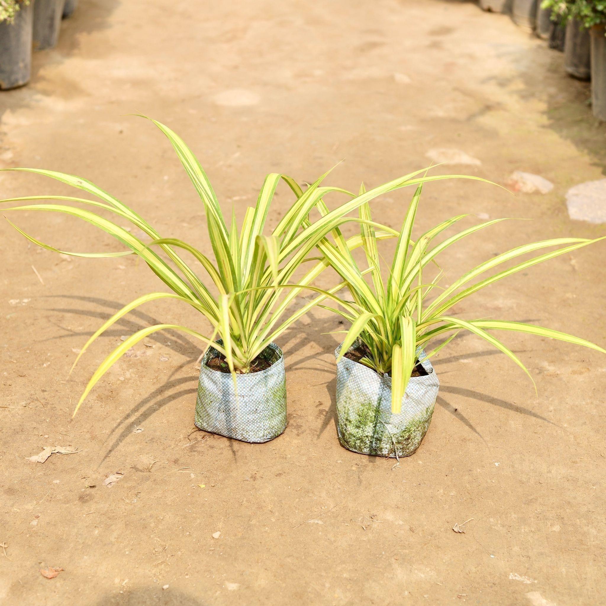 Set of 2 - Golden Spider in 4”Inch Nursery Bag