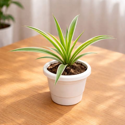 Air Purifier Spider in 6 Inch White Classy Plastic Pot