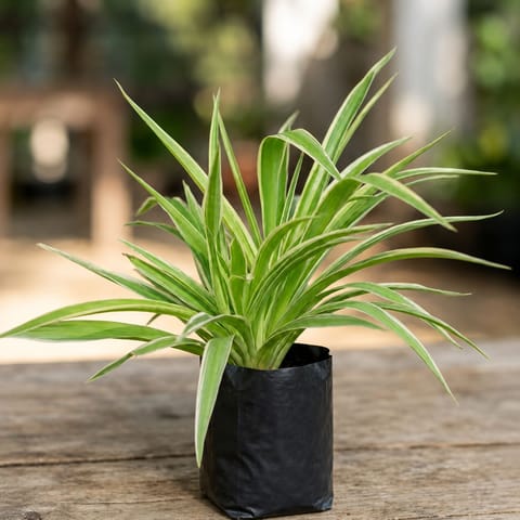 Air Purifier Spider Plant in 4 Inch Nursery bag