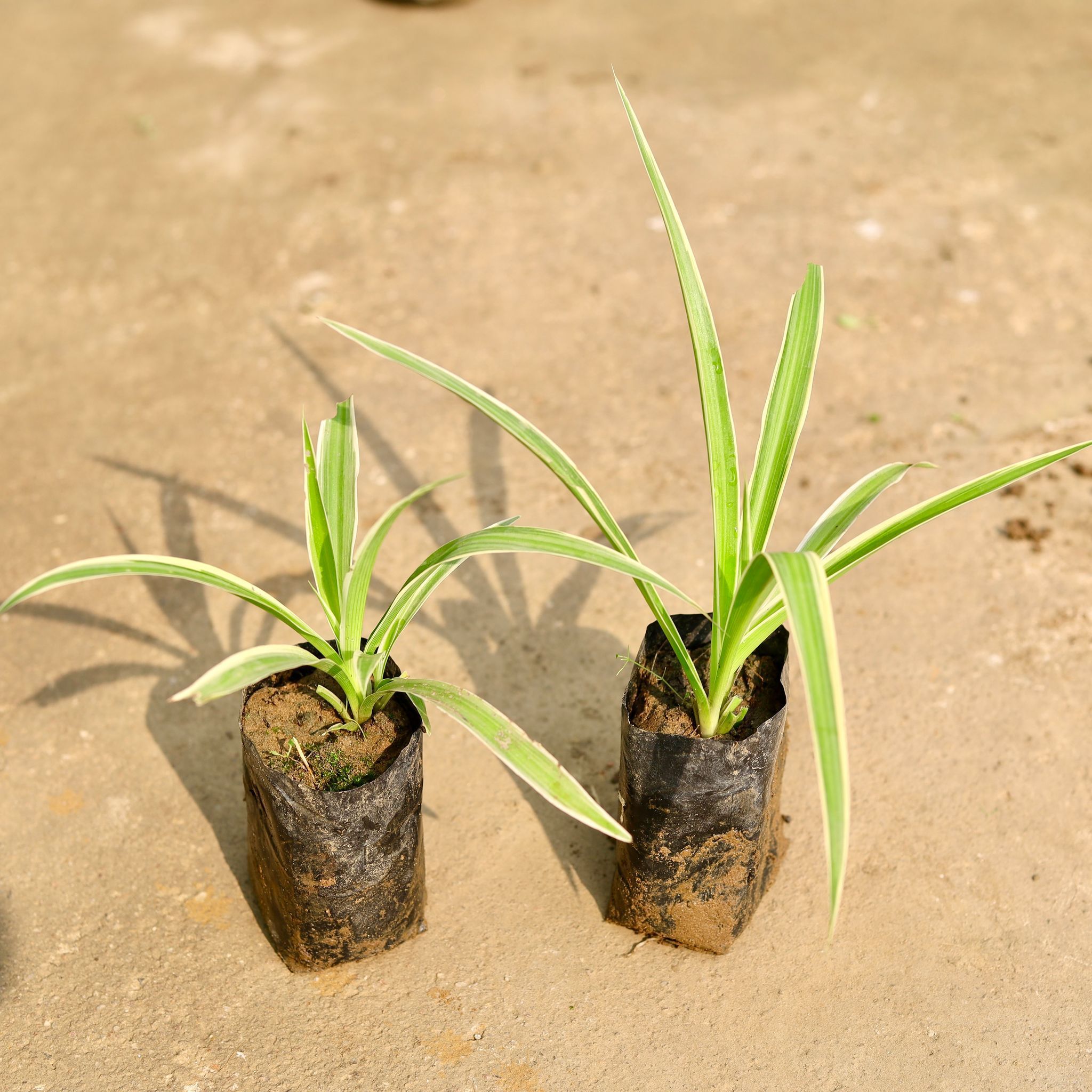 Air Purifying - Set of 2 - Spider in 4 Inch Nursery Bag