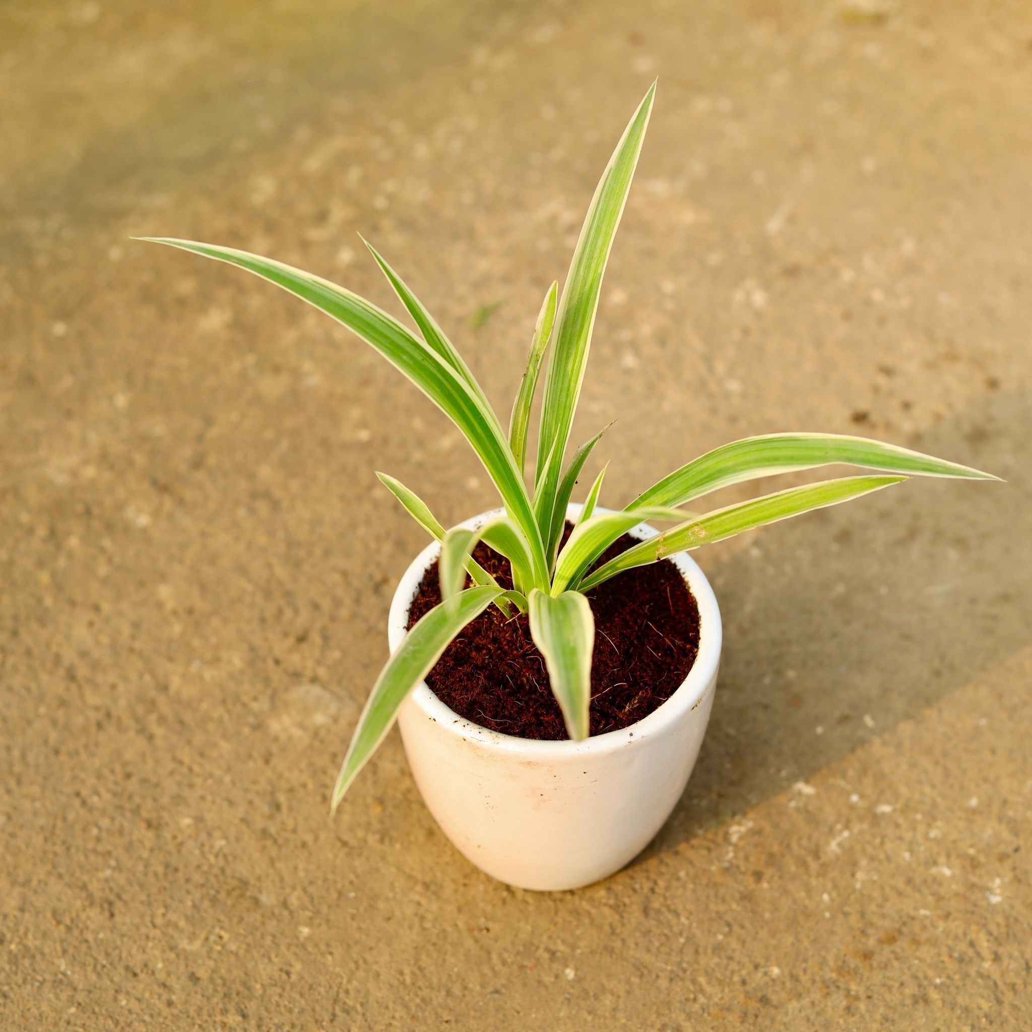 Spider in 4 Inch Classy White Cup Ceramic Pot
