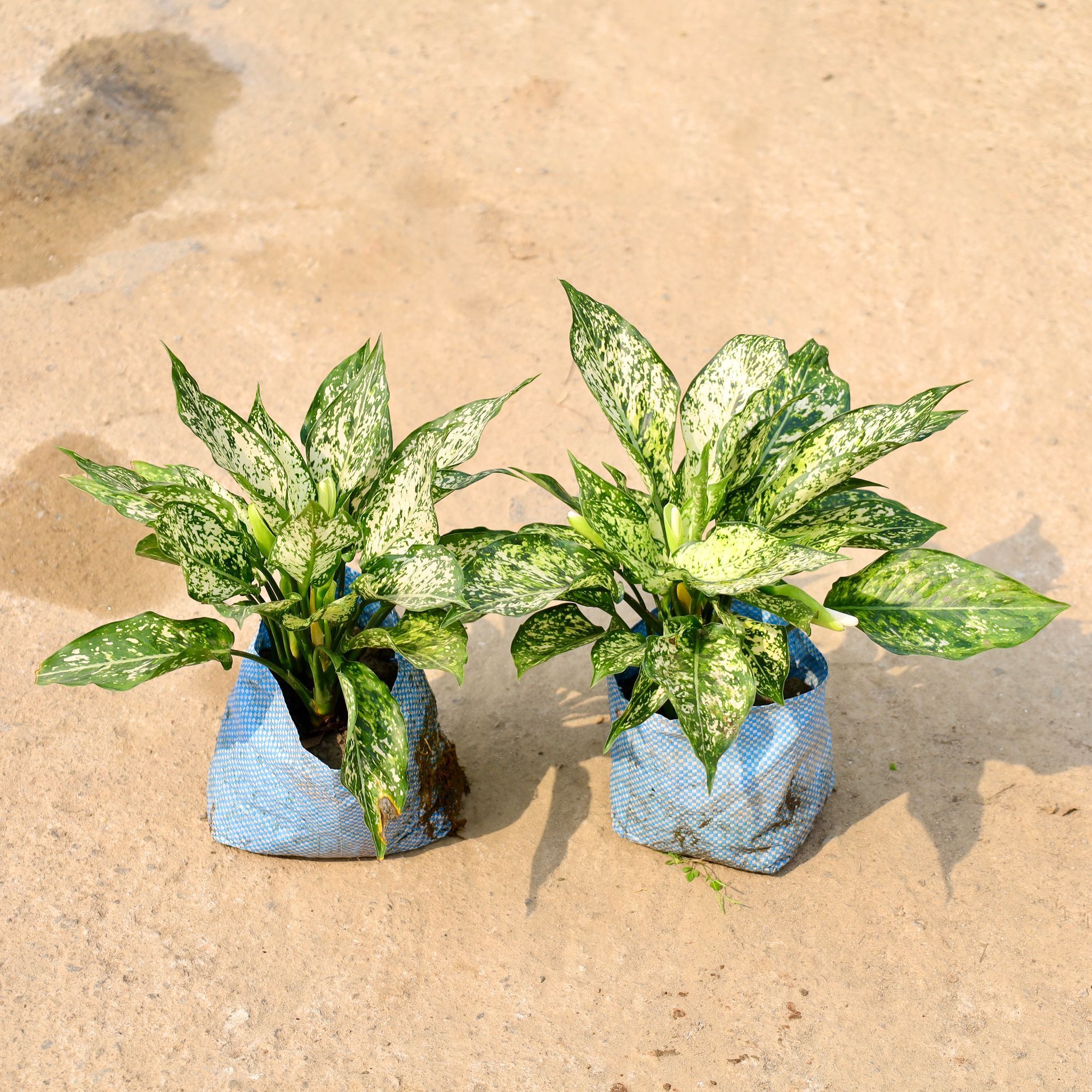 Set of 2 - Aglaonema Snow White in 8 Inch Nursery Bag