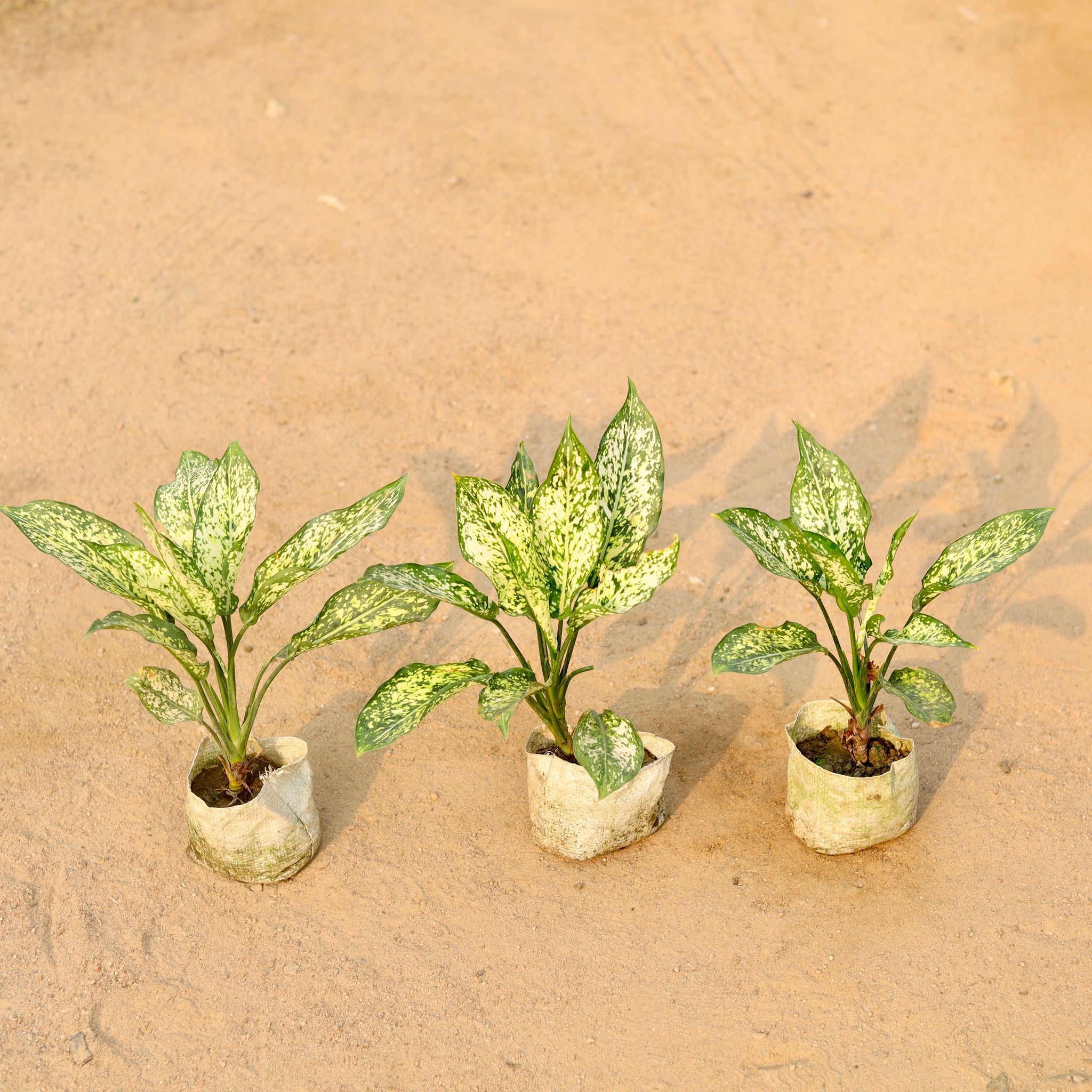Set of 3 - Aglaonema Snow white in 5 Inch Nursery Bag
