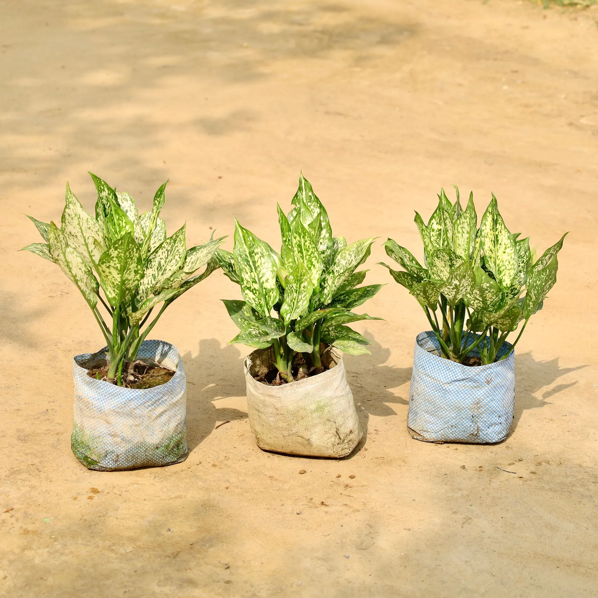 Set of 3 - Aglaonema Snow White in 8 Inch Nursery Bag