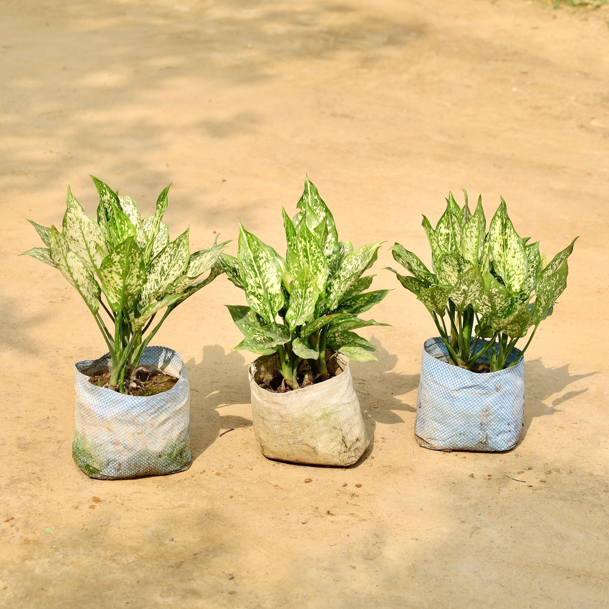 Set of 3 - Aglaonema Snow White in 8 Inch Nursery Bag