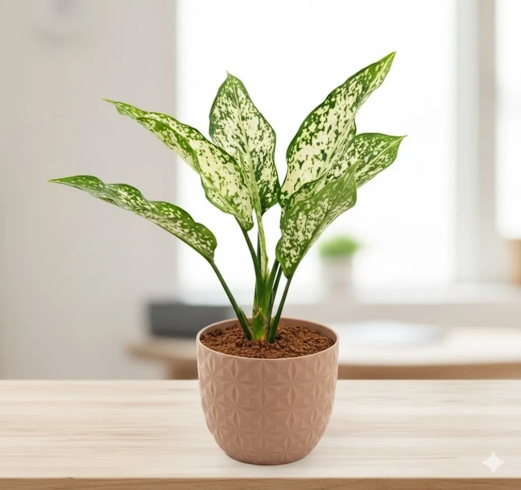 Gift Ready - Aglaonema Snow White in 4 Inch Mocha Leafora Premium Plastic Planter