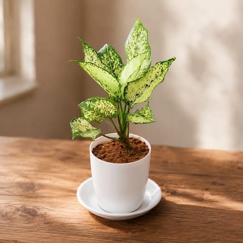 Gift Ready - Aglaonema Snow White in 5 Inch White Premium Sphere Plastic Pot with Tray