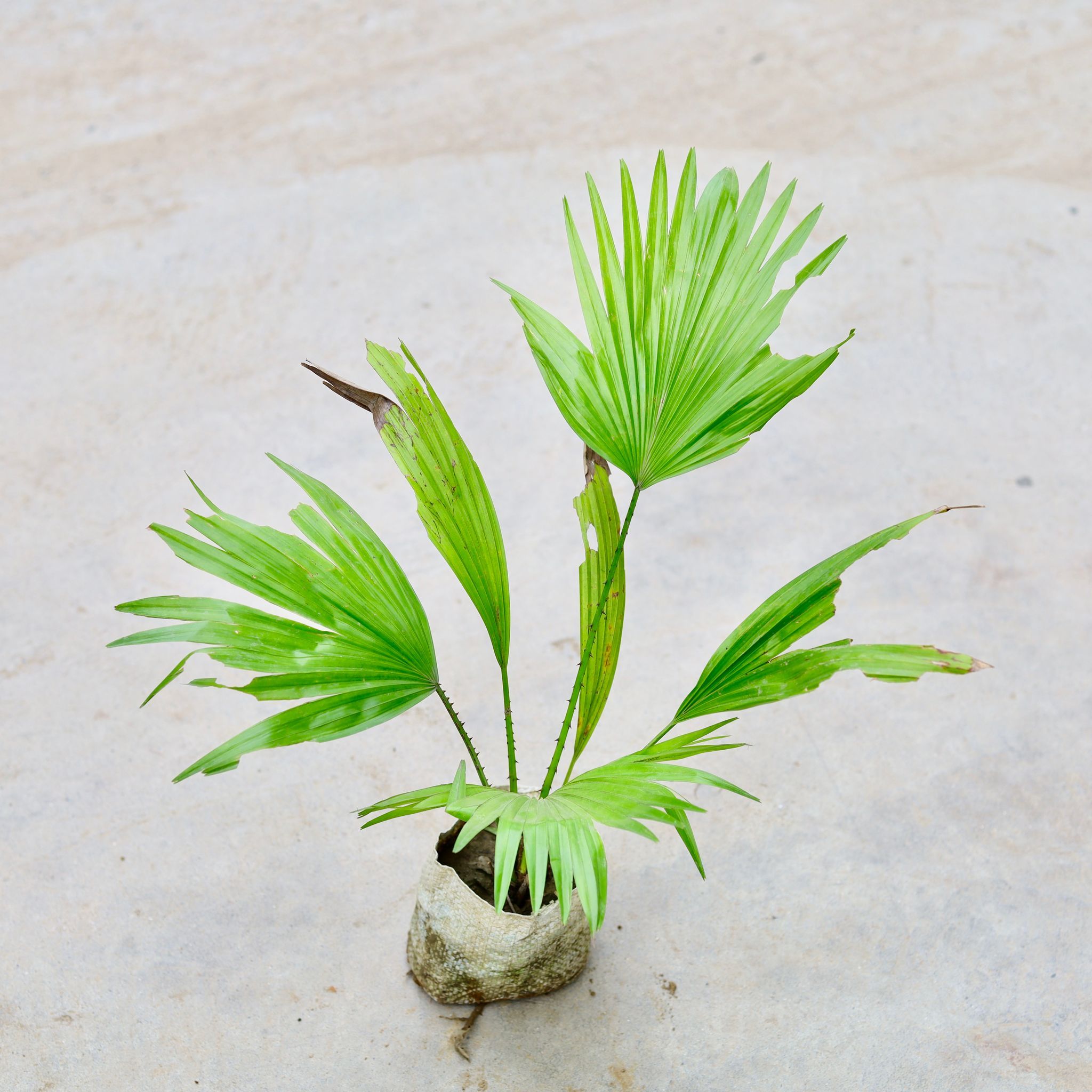 China Palm in 5 Inch Nursery Bag
