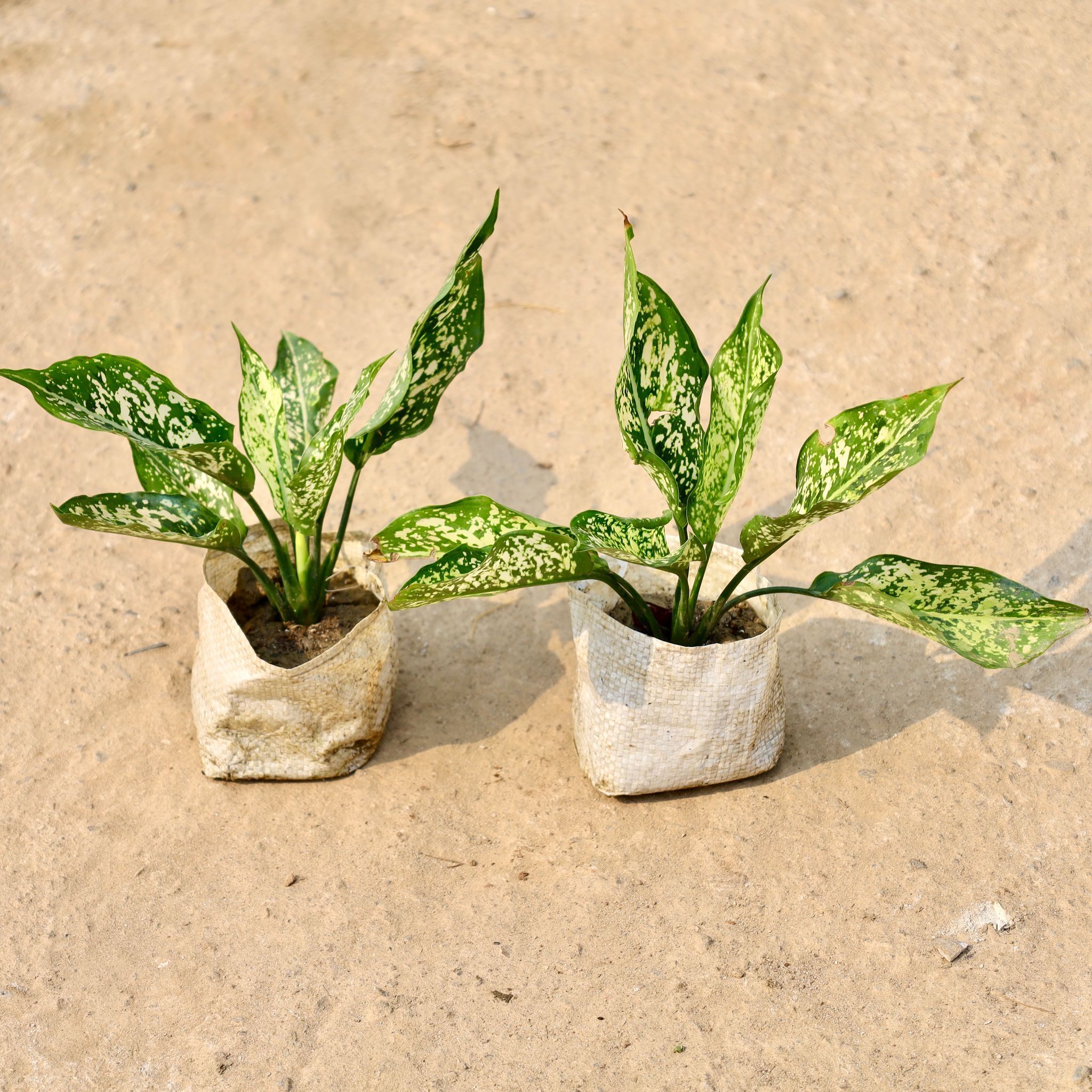 Set of 2 - Aglaonema Snow White in 4 Inch Nursery Bag