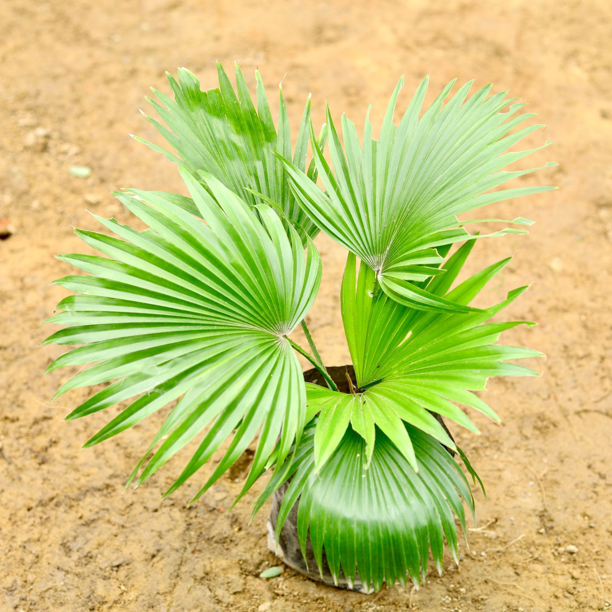 China Palm (1 - 1.5 Ft) in 8 Inch Nursery Bag