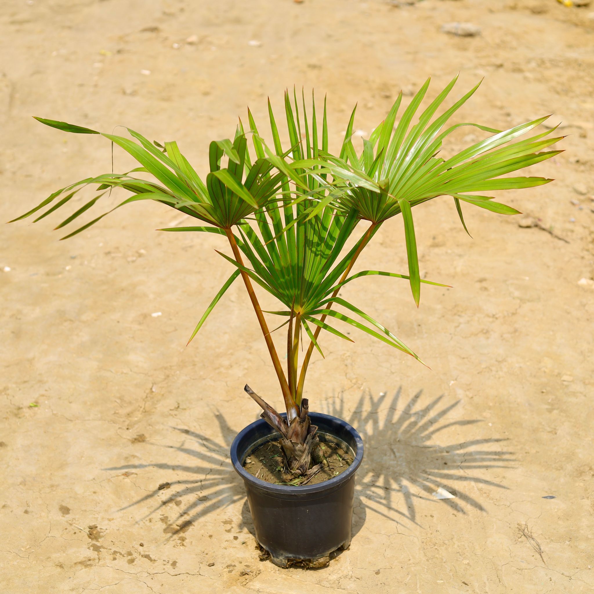 China Palm in 10 Inch Nursery Pot