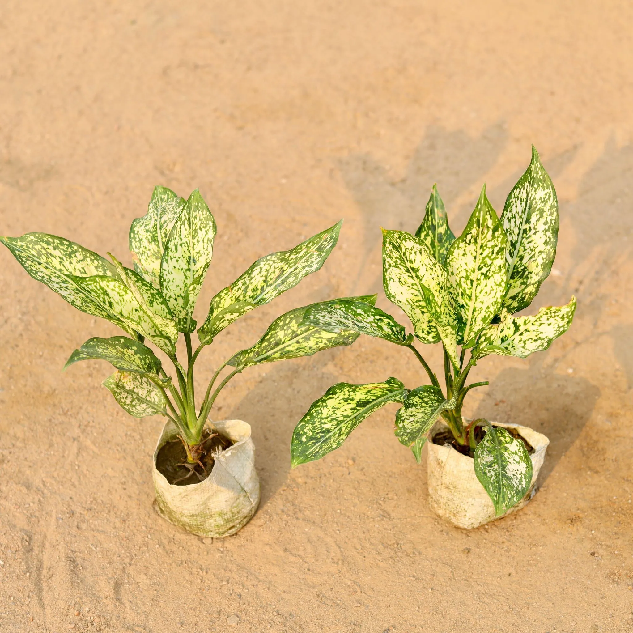 Set of 2 - Aglaonema Snow white in 5 Inch Nursery Bag