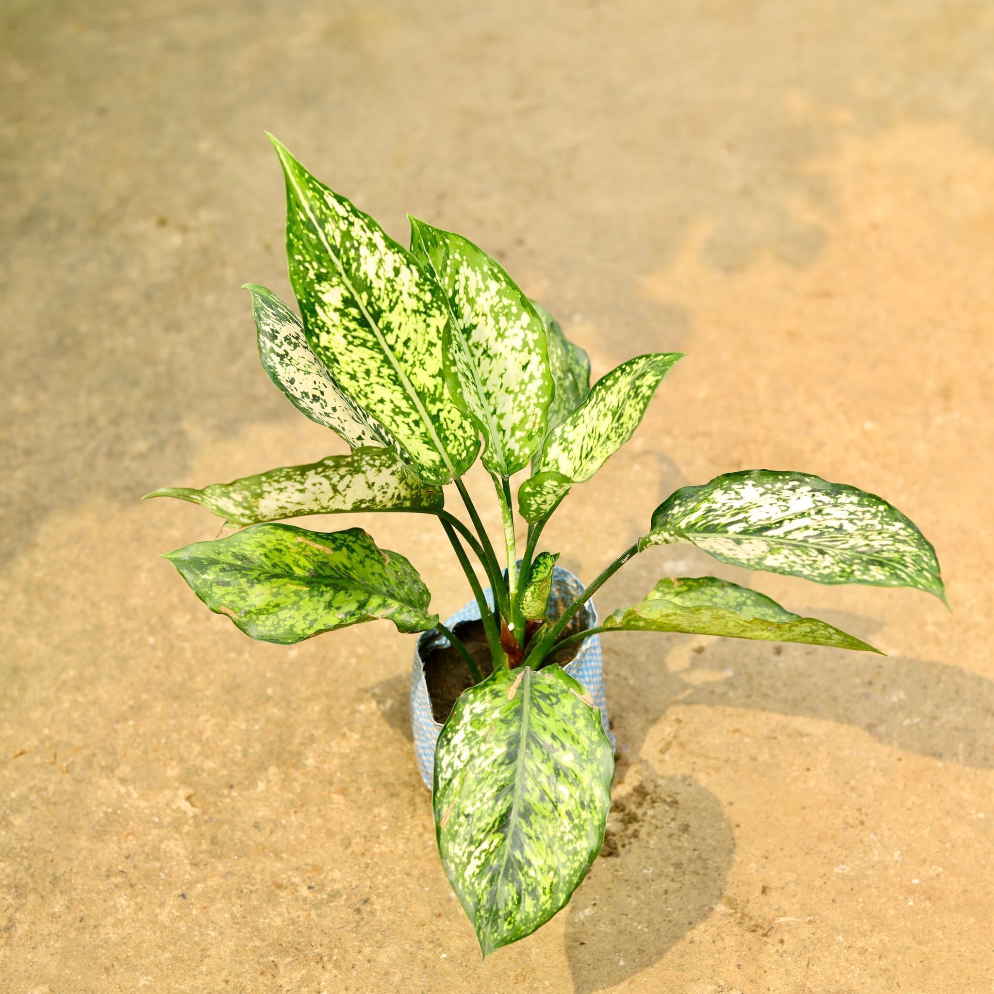 Air Purifying - Aglaonema Snow White in 4 Inch Nursery Bag