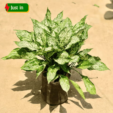 Air Purifying - Aglaonema snow white in 8 Inch Nursery Bag