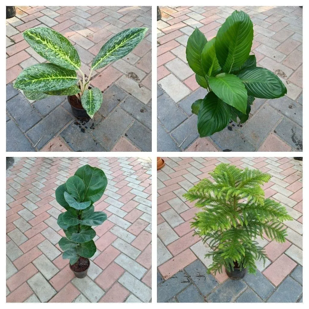 Classy Plants Combo - Set of 4 - (Peace Lily, Aglaonema Snow White, Fiddle Leaf & Araucaria/ Christmas Tree) in 6 Inch Nursery Pot