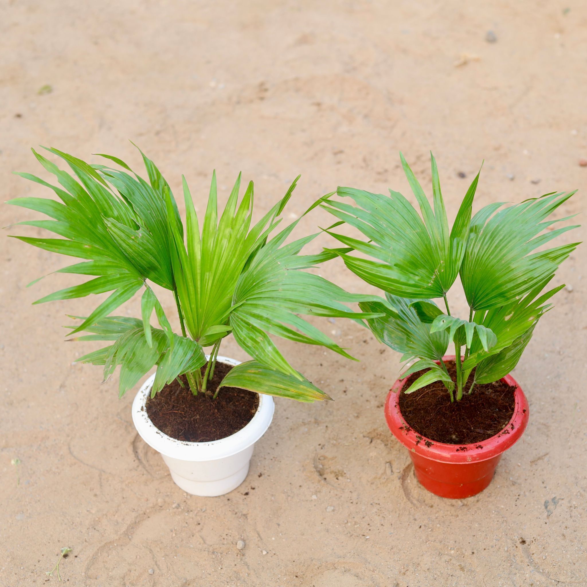 Set of 2 - China Palm / Fan Palm in 6 Inch Classy Plastic Pot (any colour)