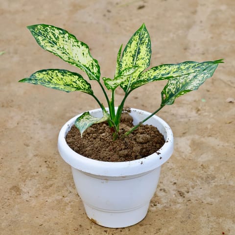 Aglaonema Snow White in 8 Inch White Classy Plastic Pot