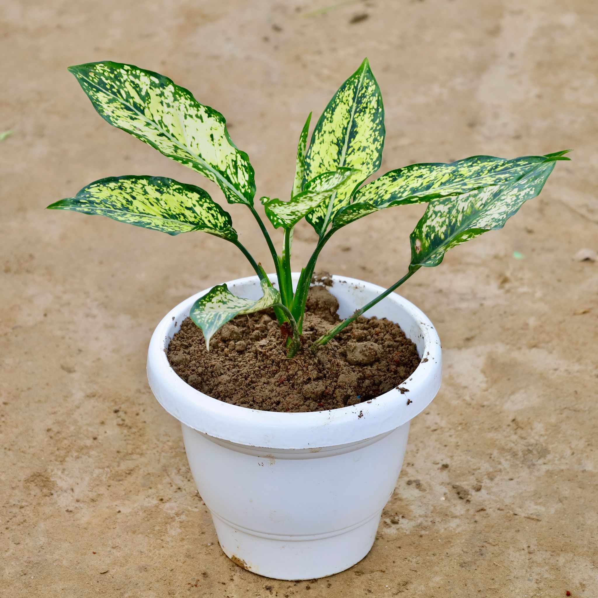 Aglaonema Snow White in 8 Inch White Classy Plastic Pot