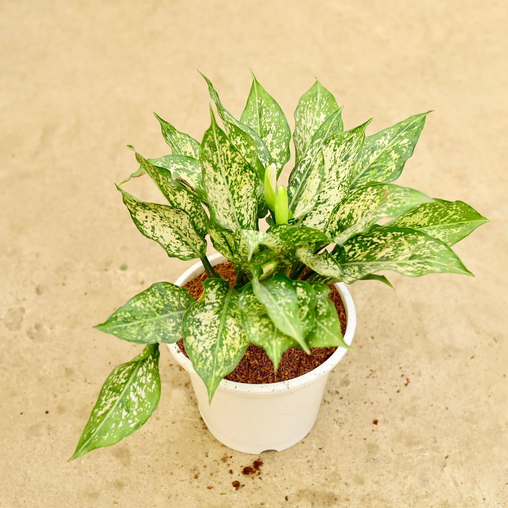 Aglaonema snow white in 8 Inch White Nursery Pot