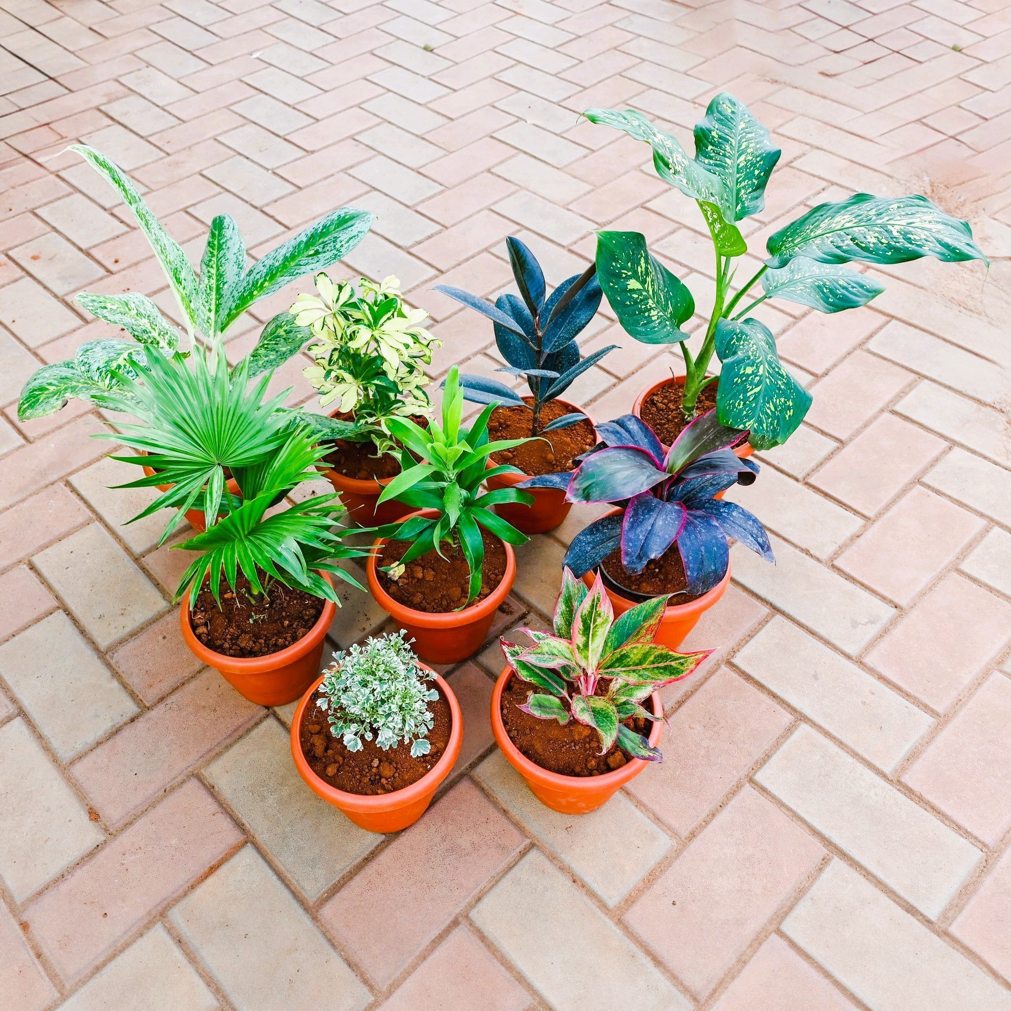 Air Purifying Special - Set of 9 - Aglaonema Parrot, Emerald Bay, Lipstick, Schefflera Variegated, Rubber Black, Dracaena Rosea, Green, China / Fan Palm, Aralia White in 7 Inch Red Classy Plastic Pot