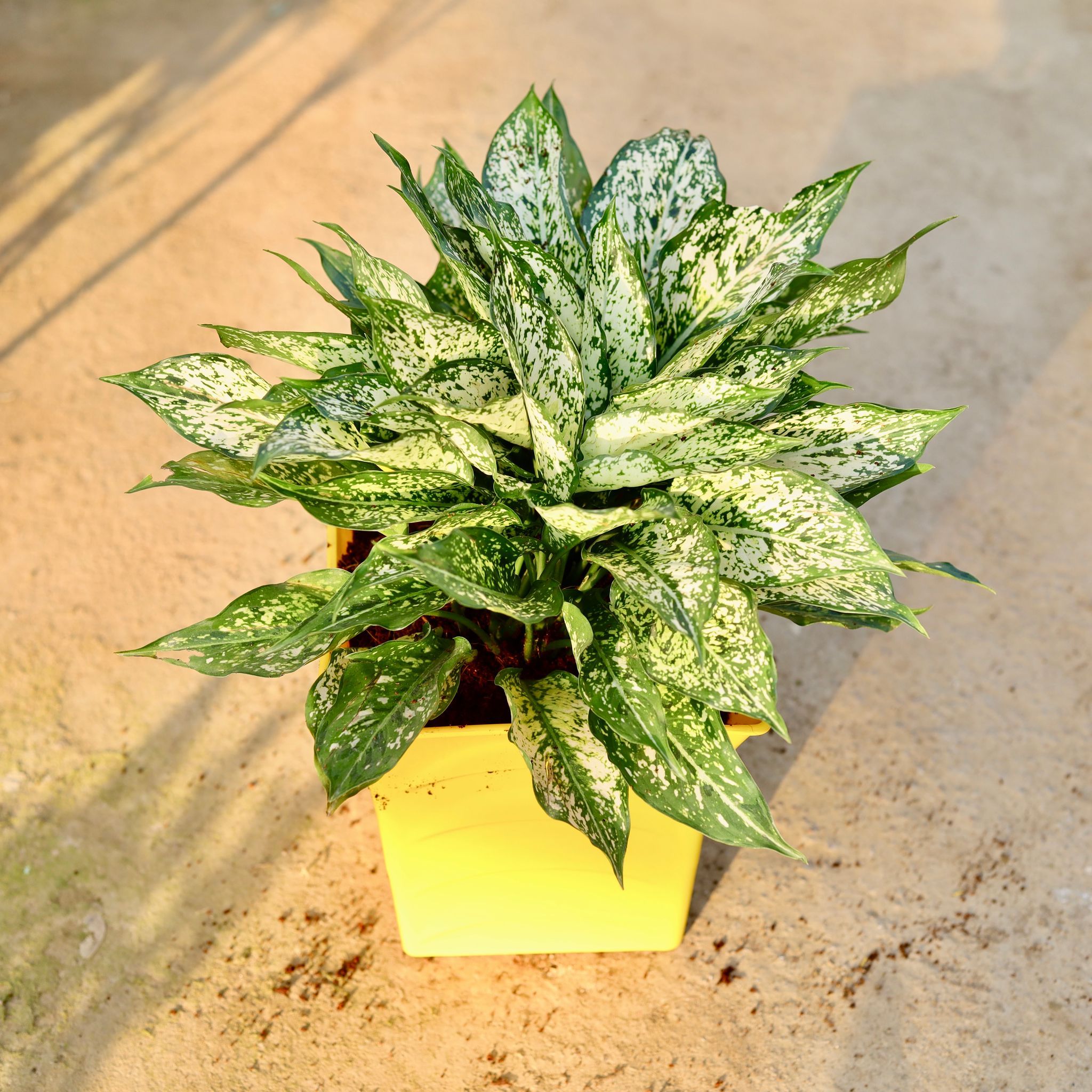 Aglaonema Snow White in 8 Inch Yellow Tokyo Plastic Pot