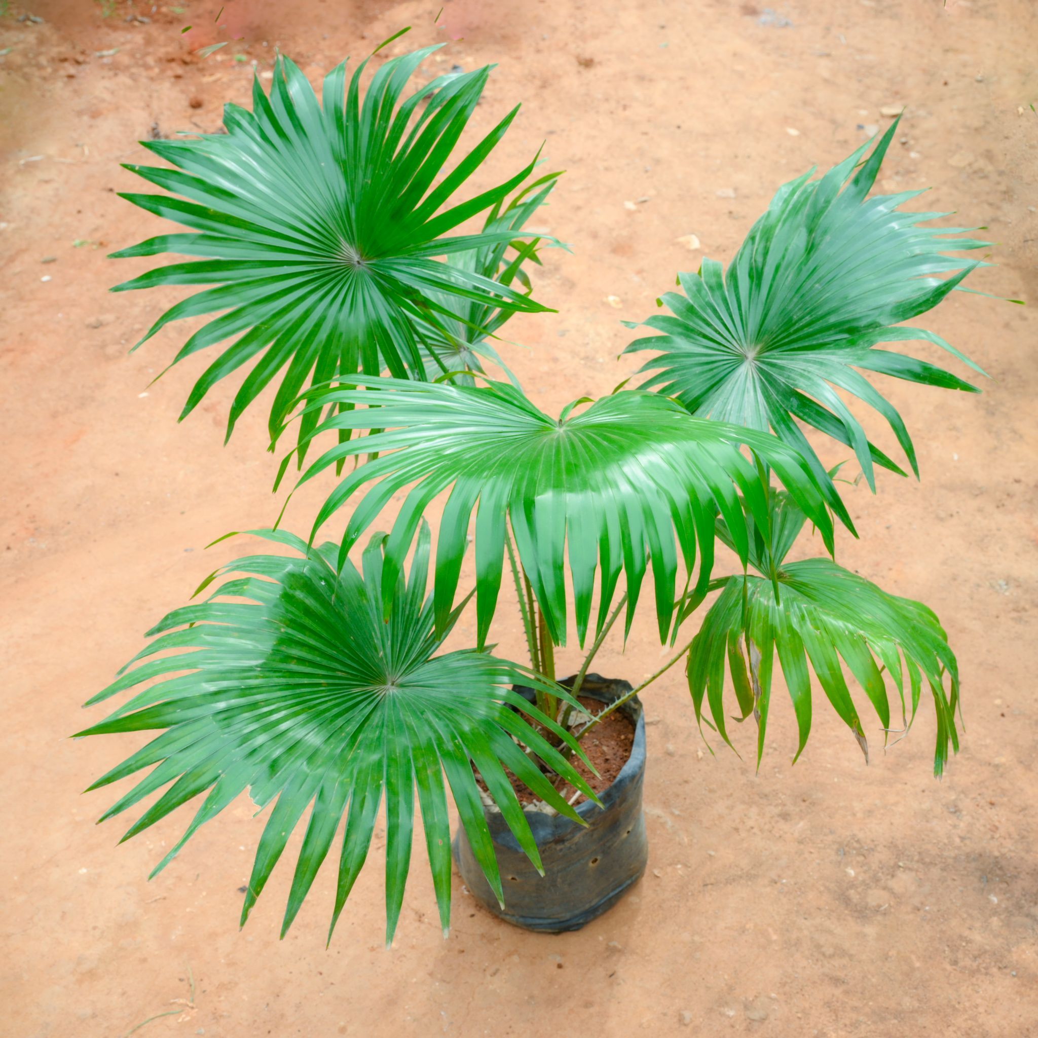 China / Fan Palm (~ 3 Ft) in 10 Inch Nursery Bag