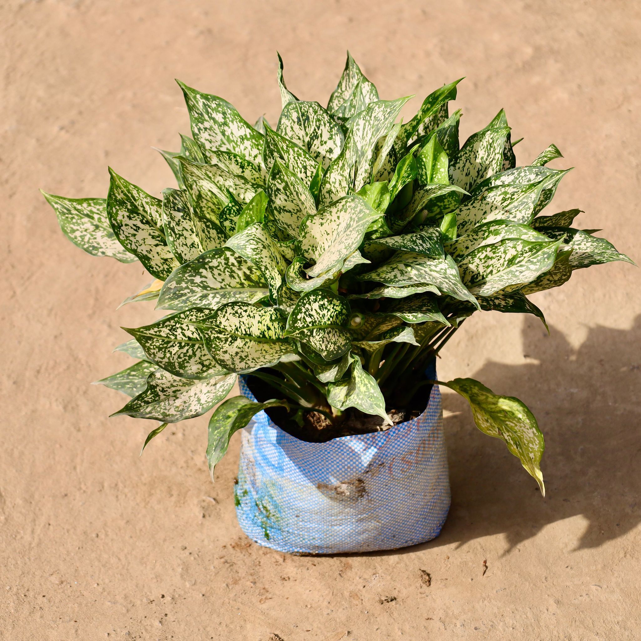 Aglaonema Snow White Mother in 10 inch Nursery Bag