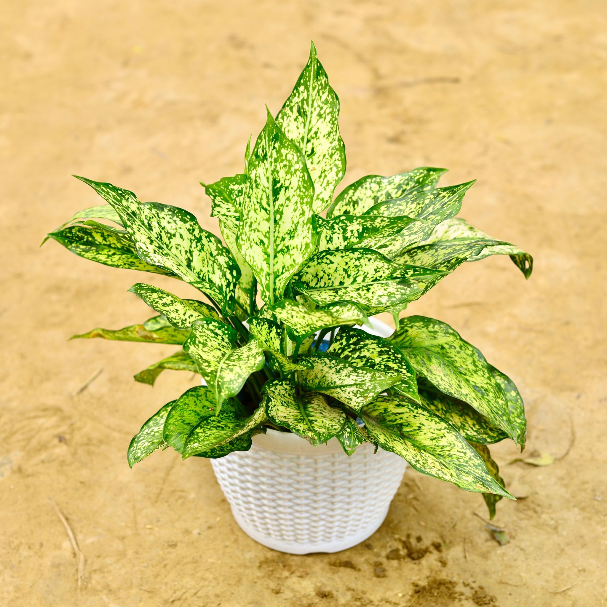 Aglaonema Snow White Multi Stem in 8 Inch White Marble Premium Matt Classic Plastic Pot