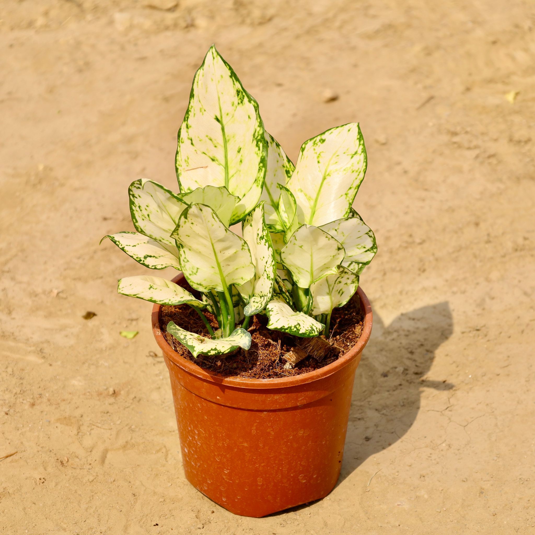 Aglaonema Super White in 6 Inch Nursery Pot