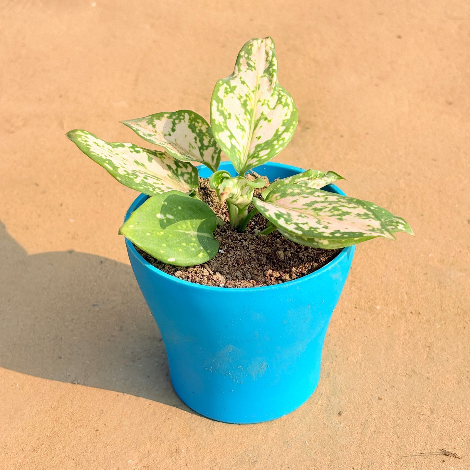 Aglaonema White in 4 Inch English Blue Premium Daisy Plastic Planter