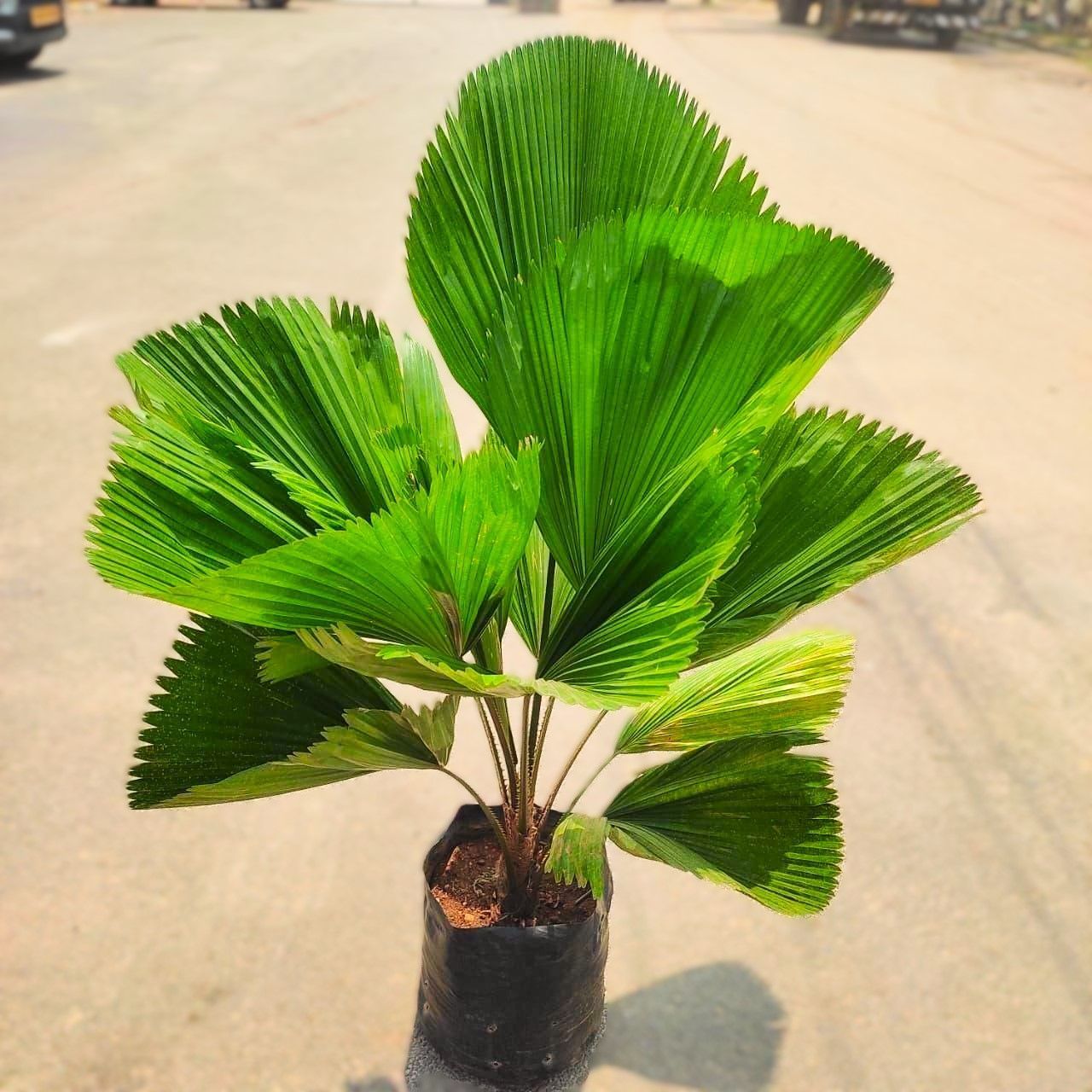 Exotic Ruffled China / Fan Palm (~ 3 Ft) in 14 Inch Nursery Bag