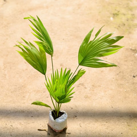 China Palm in 4 Inch Nursery bag