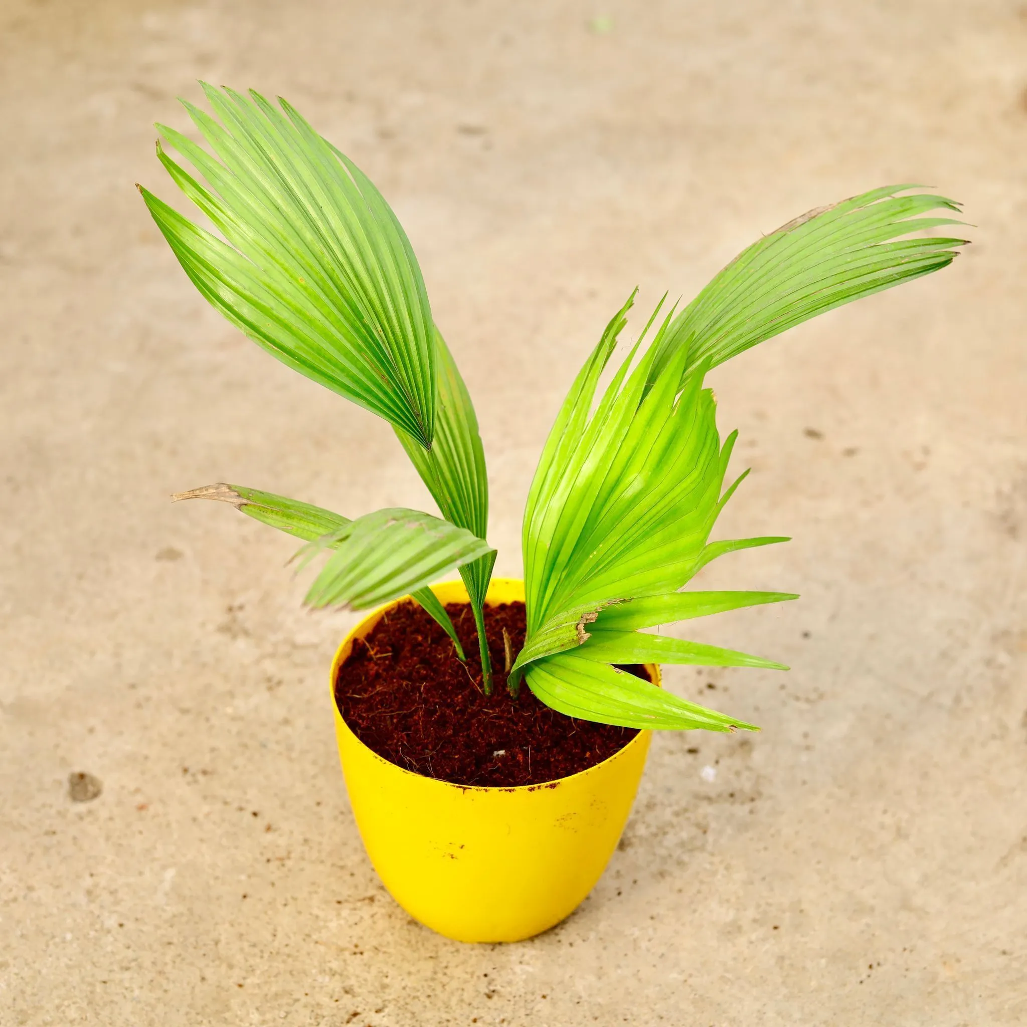 China / Fan Palm in 6 Inch Yellow Premium Orchid Round Plastic Pot