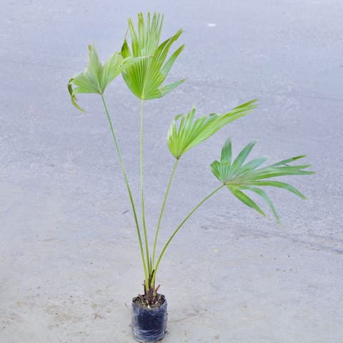 China palm / Fan Palm in 5 Inch Nursery bag