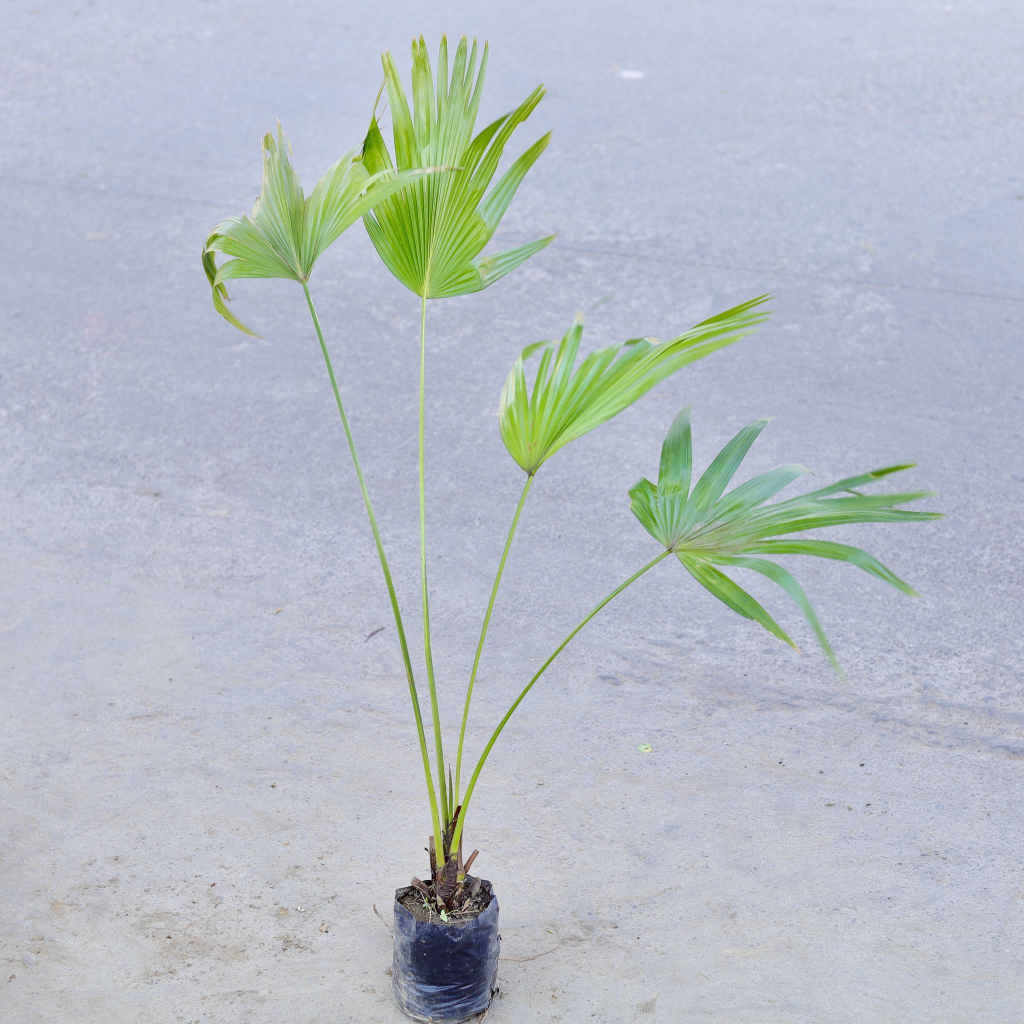 China palm / Fan Palm in 5 Inch Nursery bag