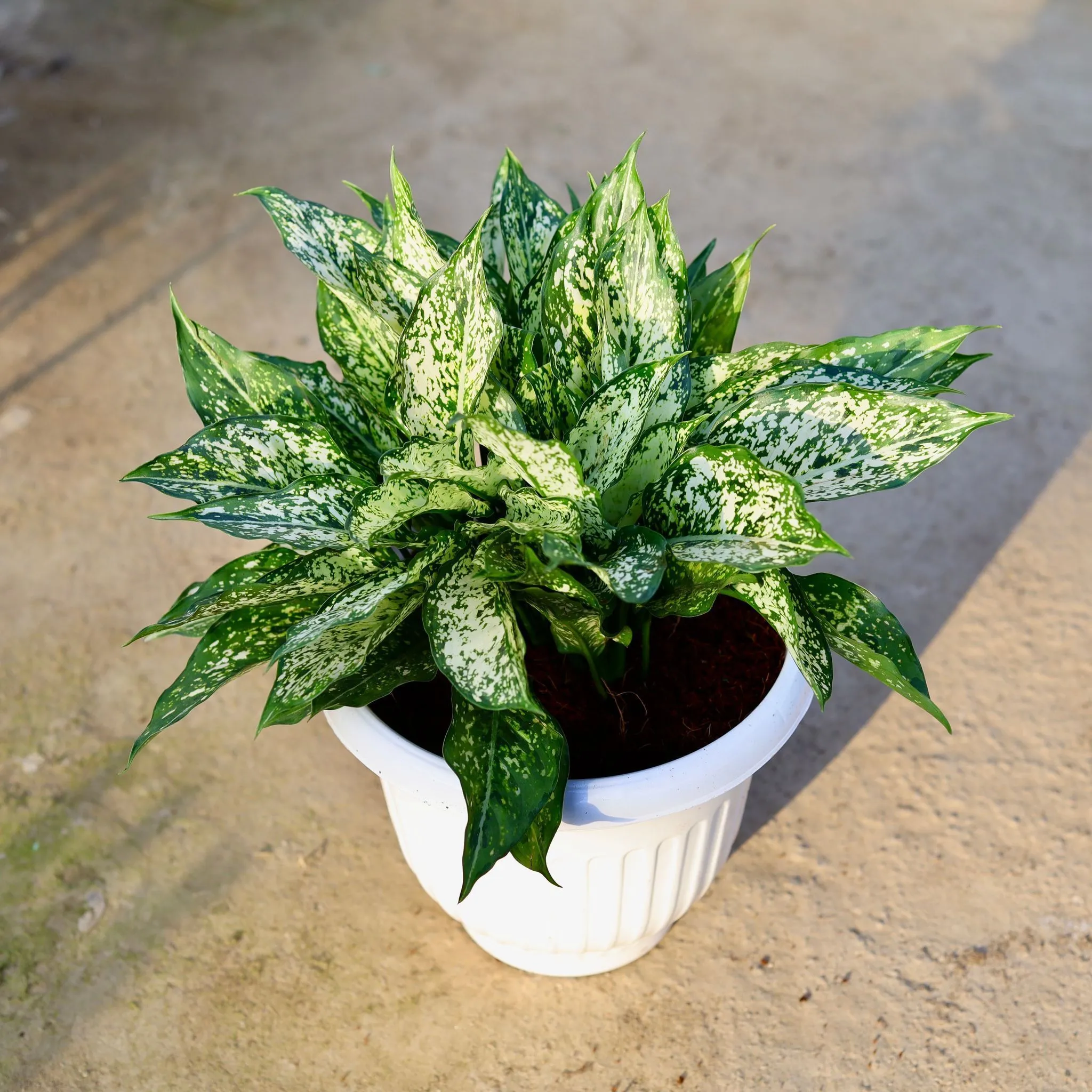 Air Purifying - Aglaonema Snow white in 10 Inch White Olive Plastic Pot