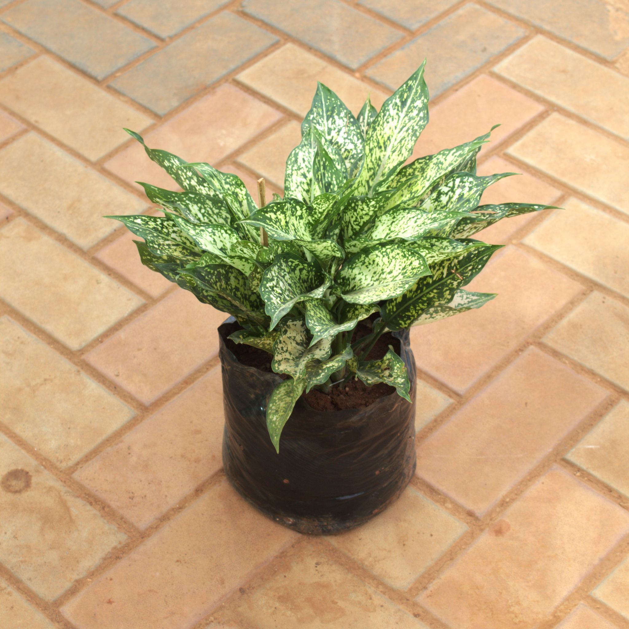 Aglaonema Snow White in 8 Inch Nursery Bag