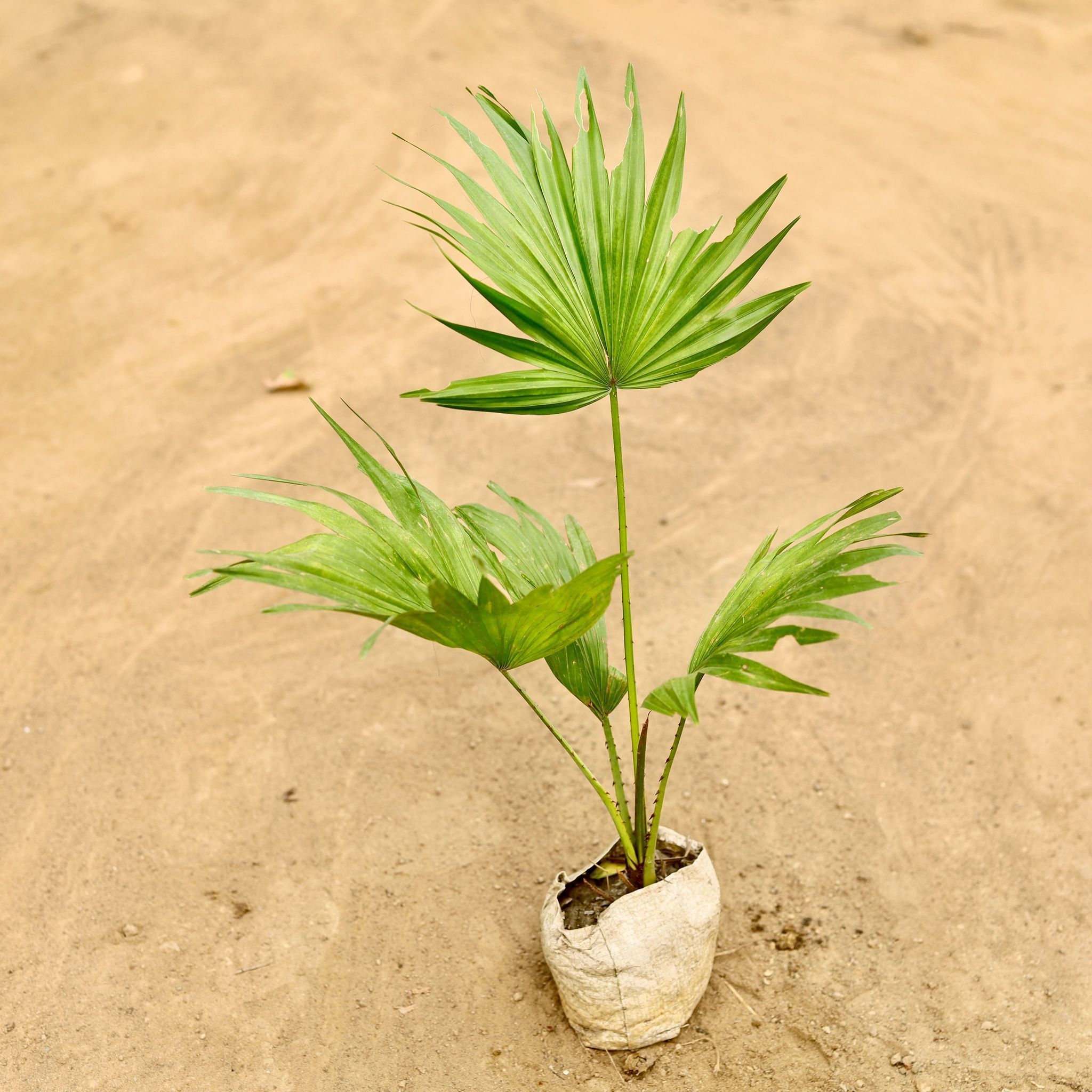Air Purifying - China / Fan Palm in 4 Inch Nursery Bag