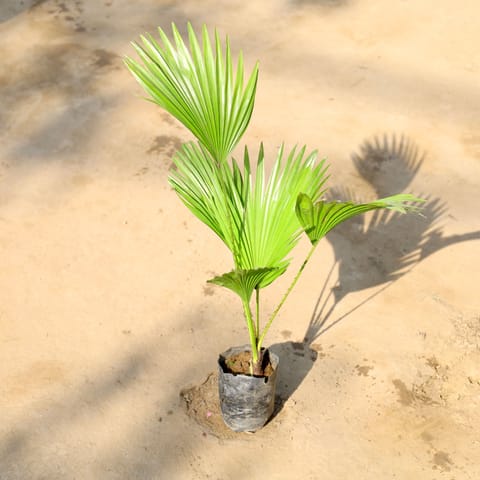 China Palm in 4 Inch Nursery bag