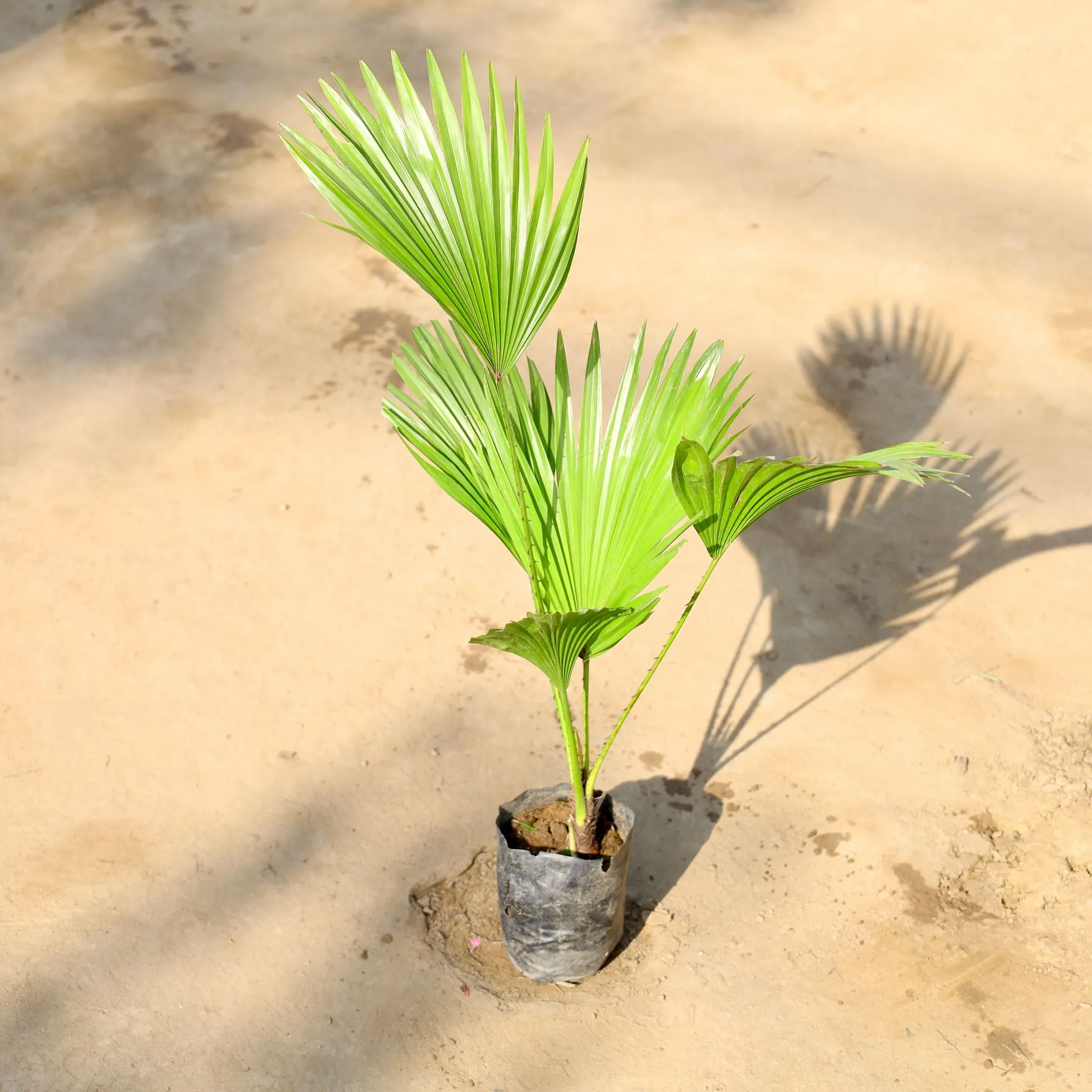 China Palm in 4 Inch Nursery bag