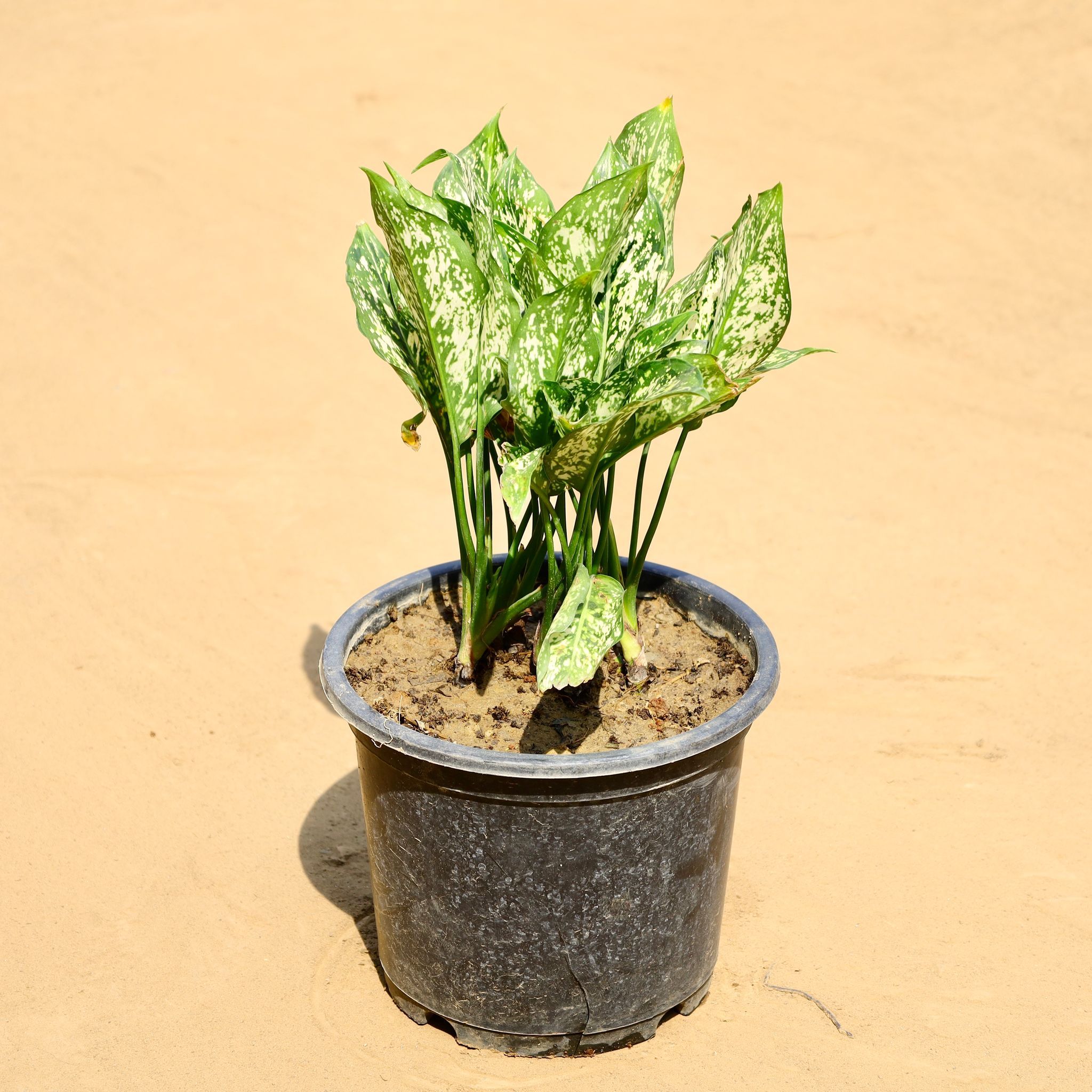 Aglaonema Snow White in 8 Inch Nursery Pot