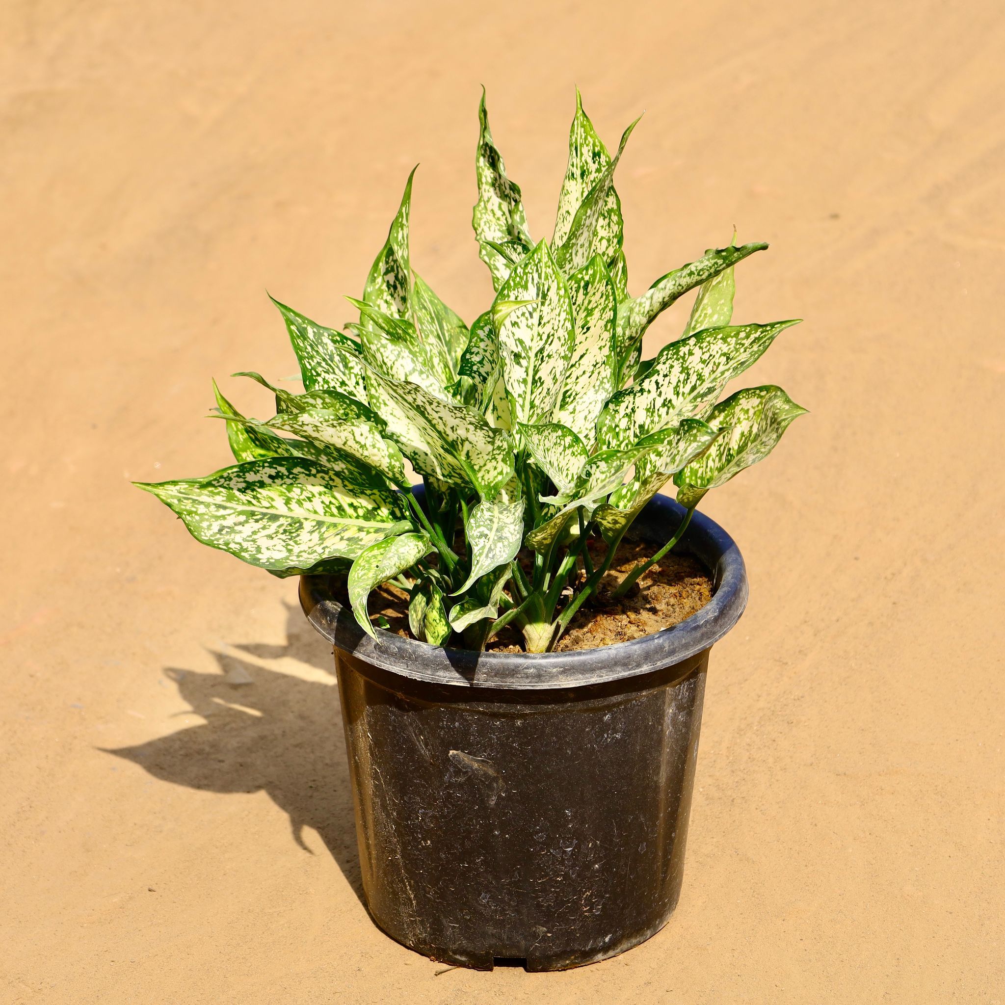 Aglaonema Snow White in 8 Inch Nursery Pot