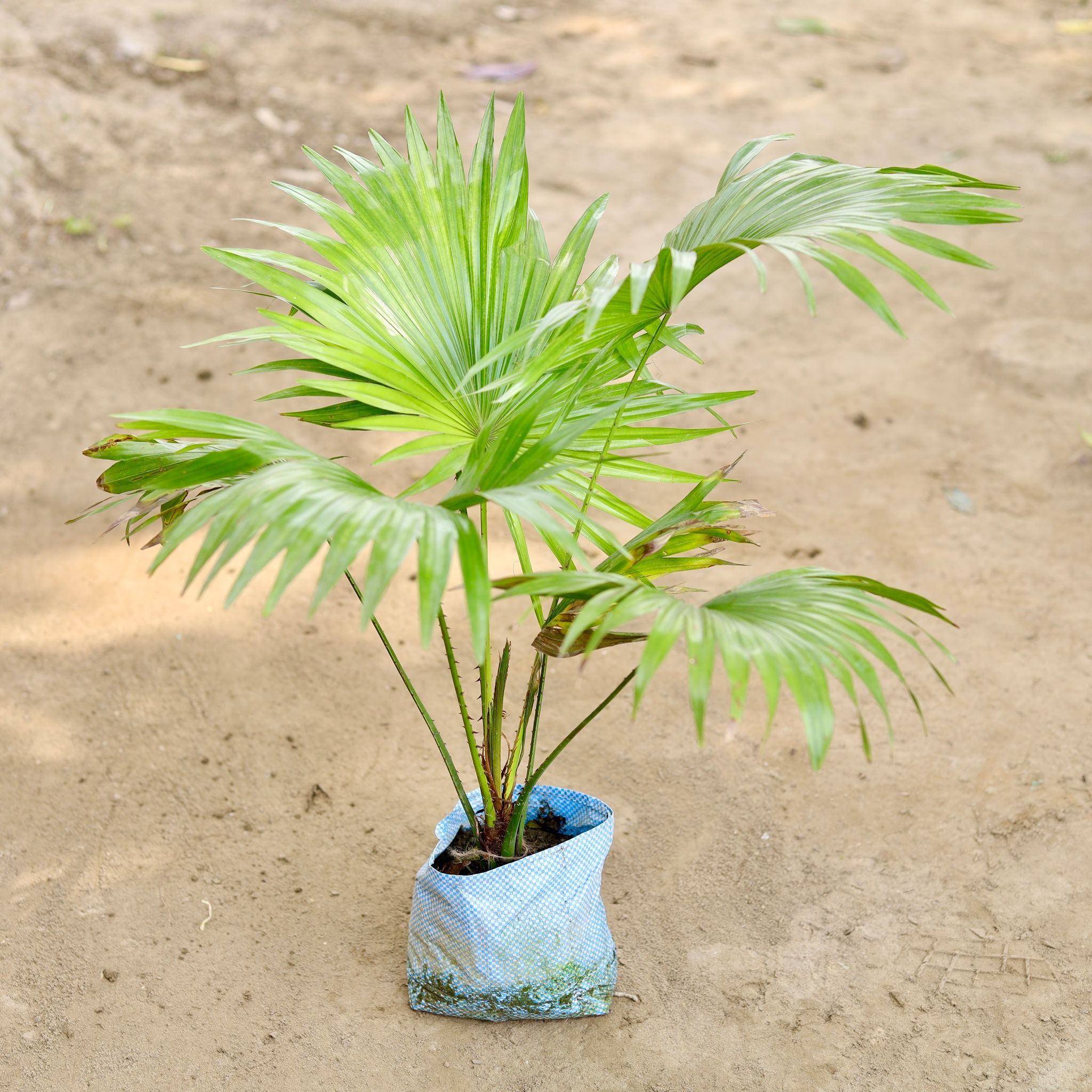 China Palm in 7 Inch Nursery bag