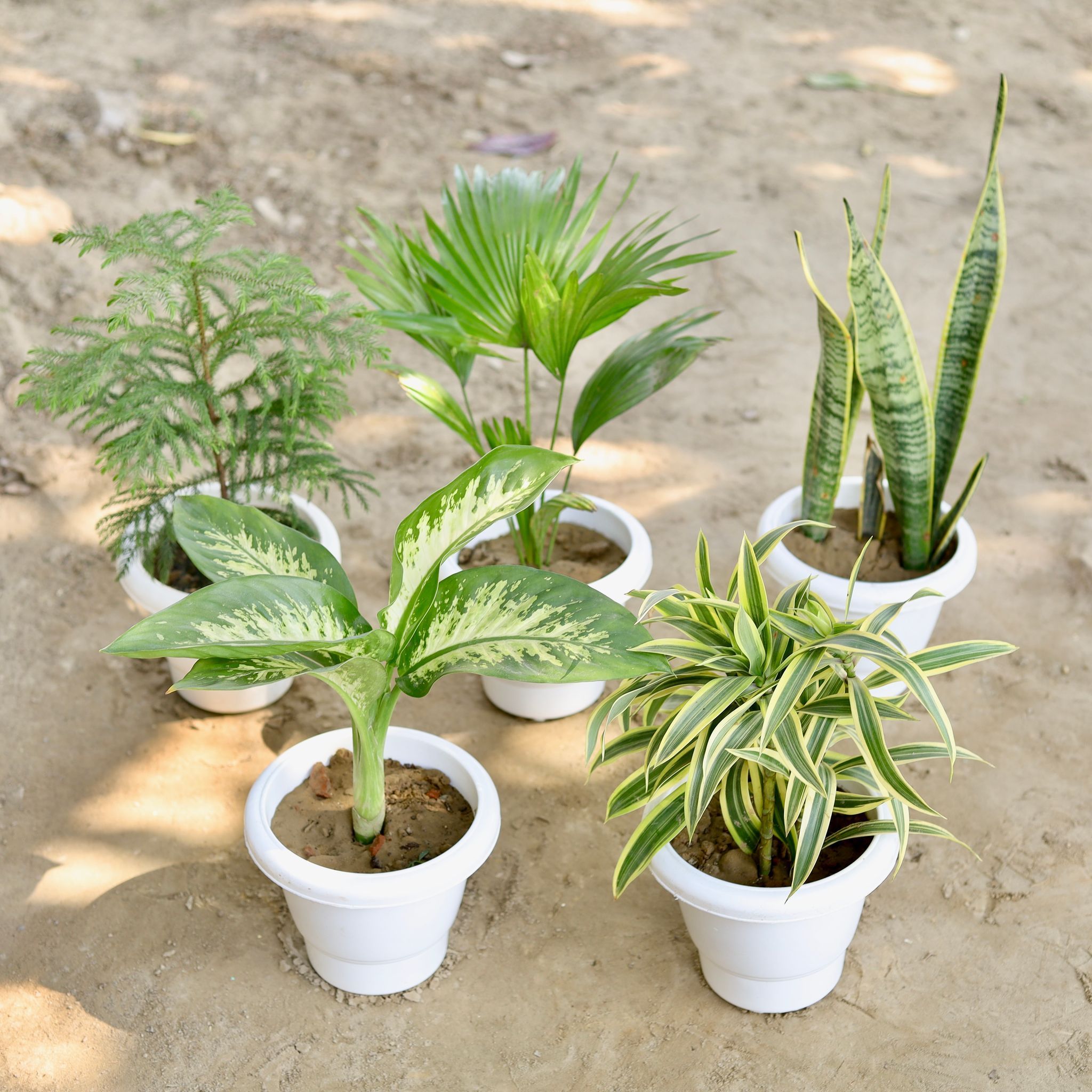 Nature?s Nook Combo - Set of 5 - Araucaria / Christmas Tree, China Palm, Snake Plant, Dieffenbachia, Song Of India in 8 Inch Classy White Plastic Pot