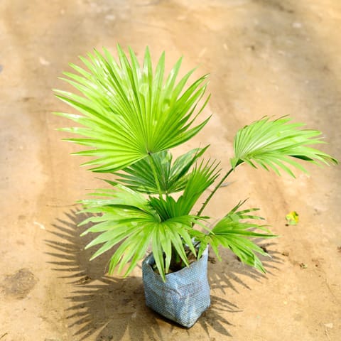 China / Fan Palm in 4 Inch Nursery Bag
