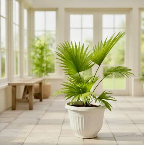 China / Fan Palm in 8 Inch White Olive Plastic Pot