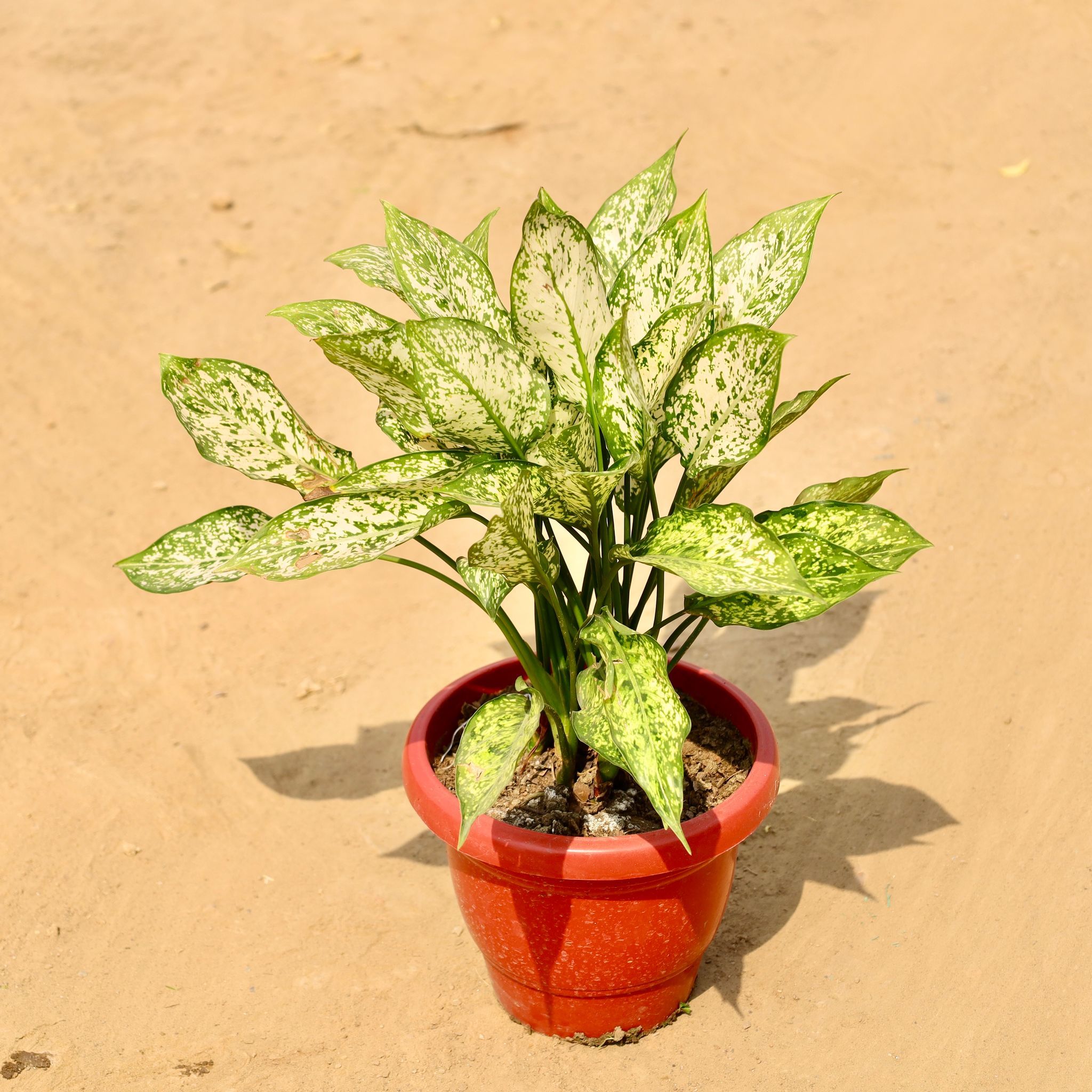 Aglaonema Snow White in 8 Inch Red Classy Plastic Pot