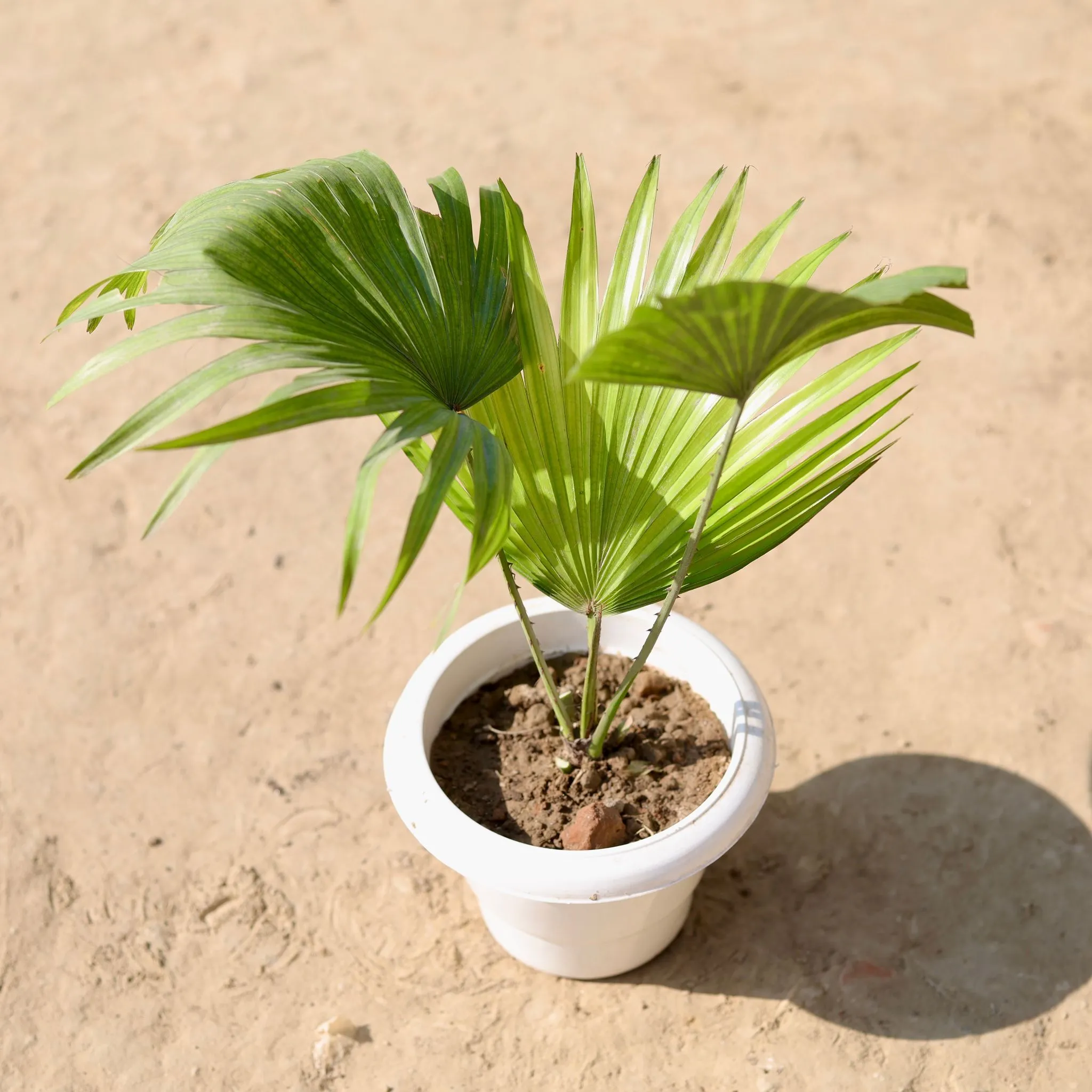 China / Fan Palm in 6 Inch Classy White Plastic Pot