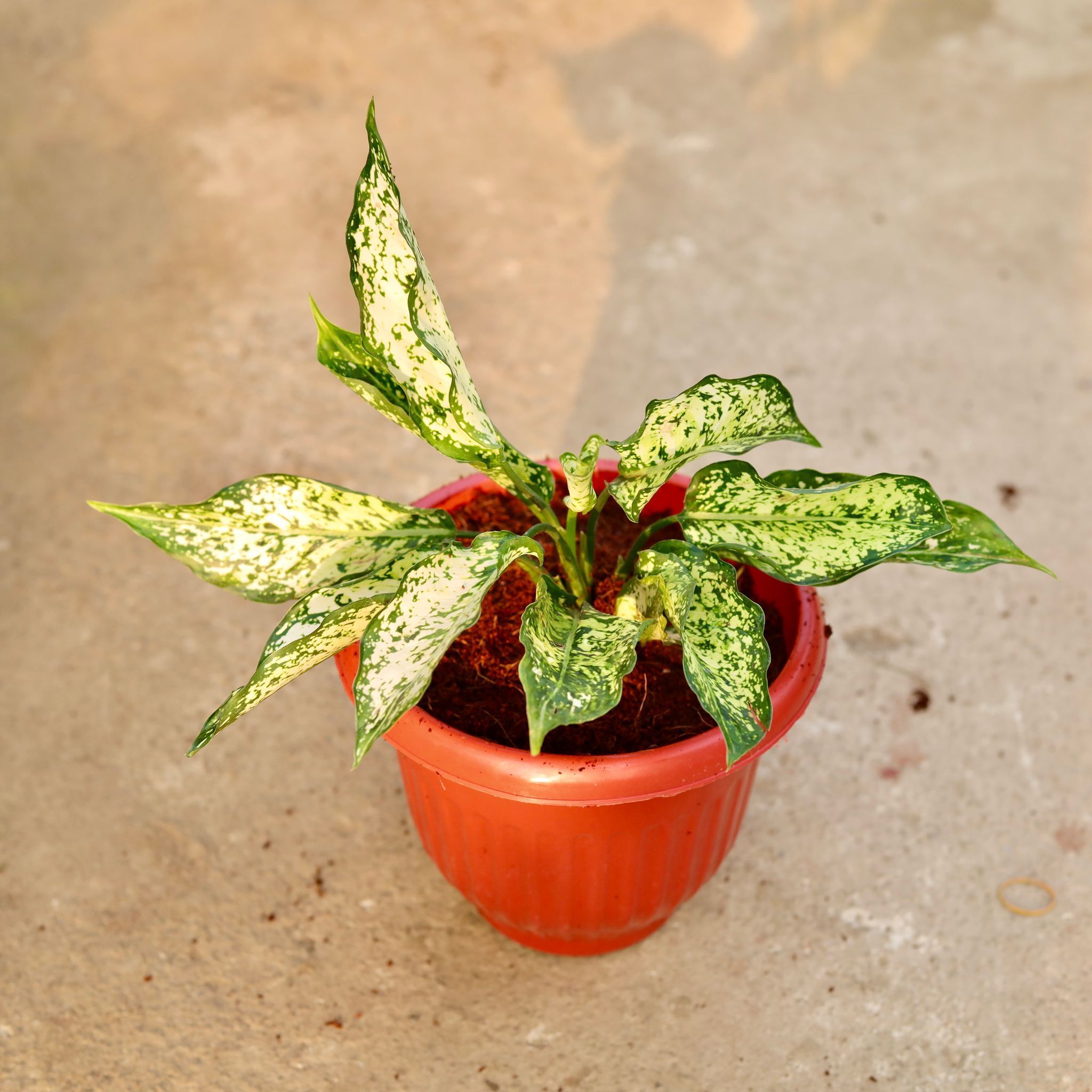 Aglaonema Snow White in 8 Inch Terracotta Red Olive Plastic Pot