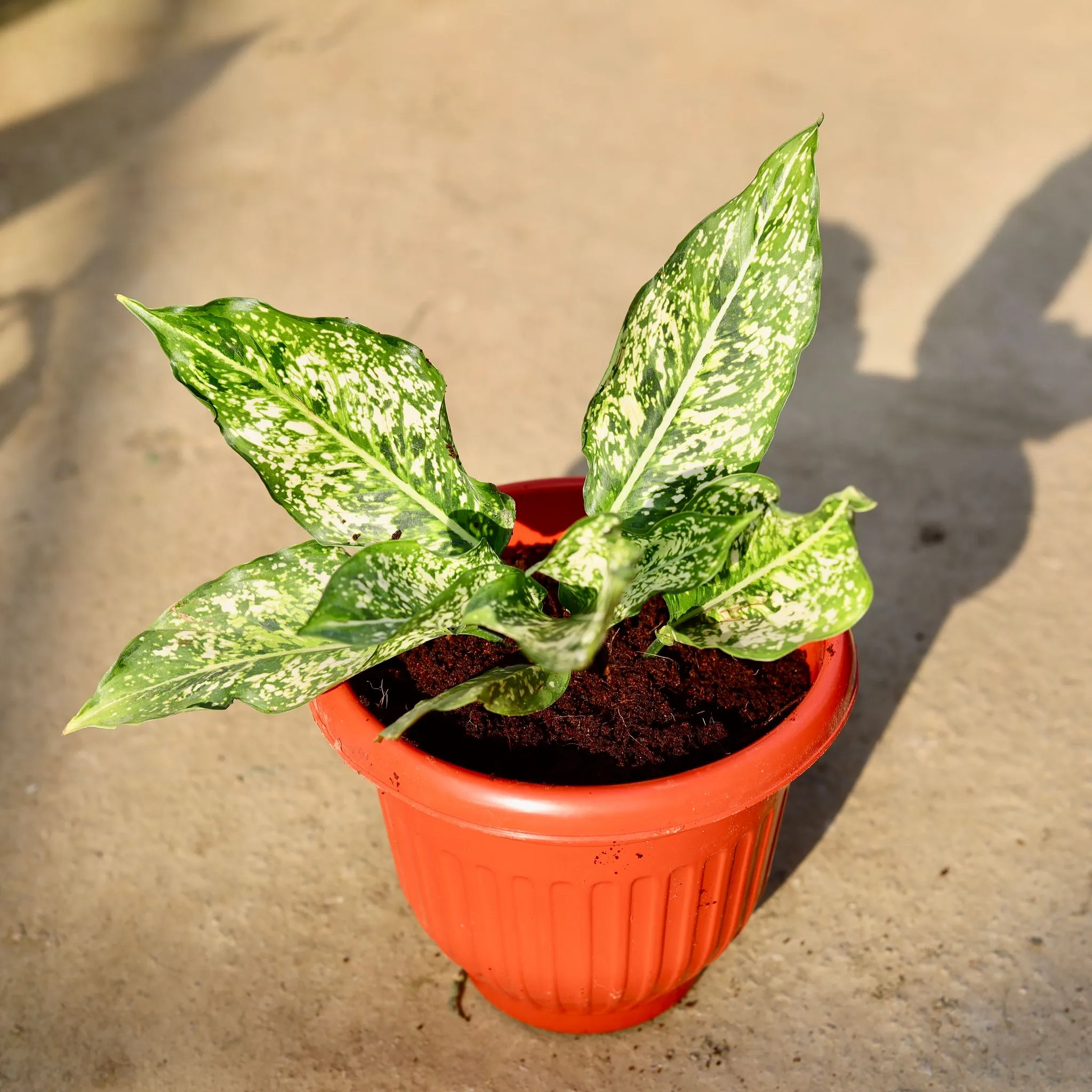 Aglaonema Snow white in 8 Inch Terracotta Red Olive Plastic Pot